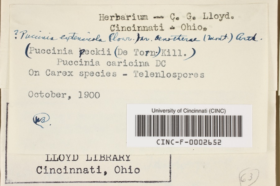 Specimen of Puccinia extensicola Plowr.