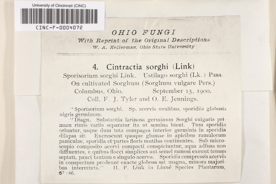 Specimen of Cintractia sorghi (Sorokn) De Toni