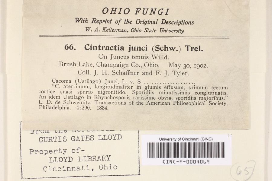 Specimen of Cintractia junci (Schwein.) Trel.