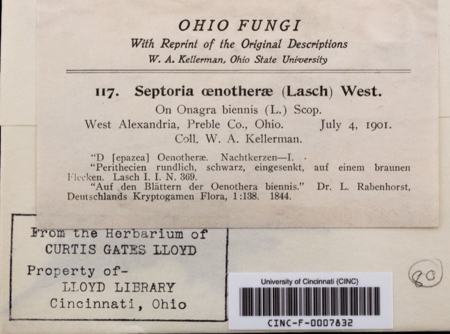 Specimen of Septoria oenotherae Westend.