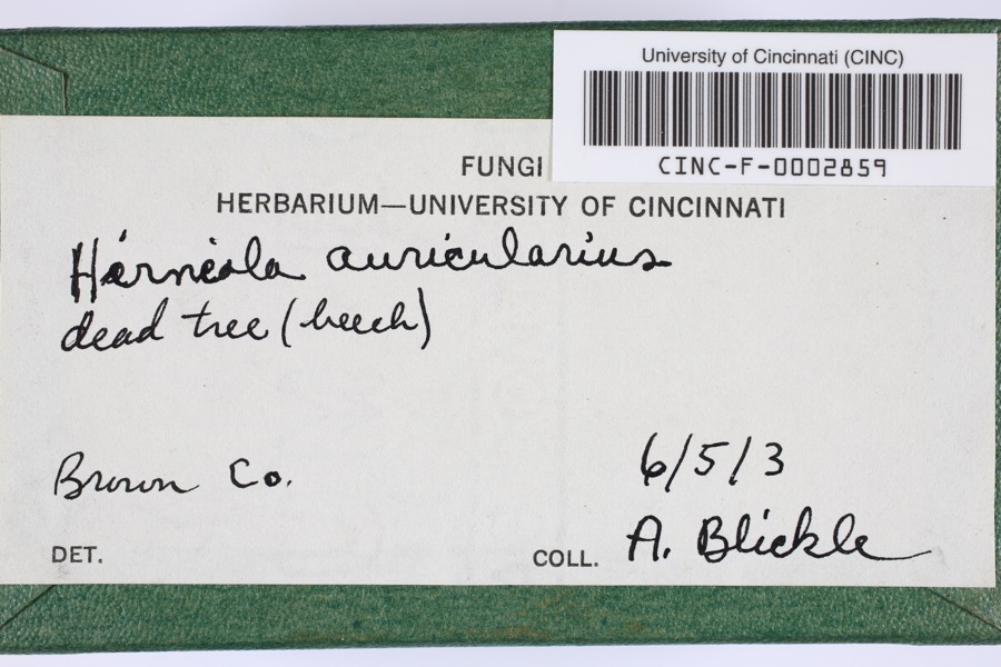 Specimen of Hirneola auricularis (Gray) Donk