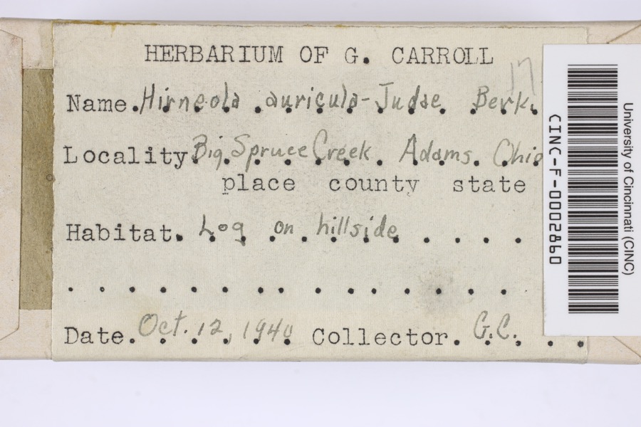 Specimen of Hirneola auricula-judae (Bull.) Berk.