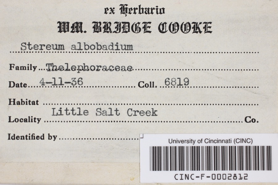 Specimen of Stereum albobadium (Schwein.) Fr.