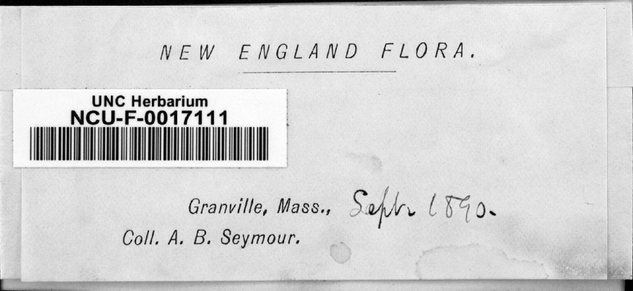 Specimen of Fungi