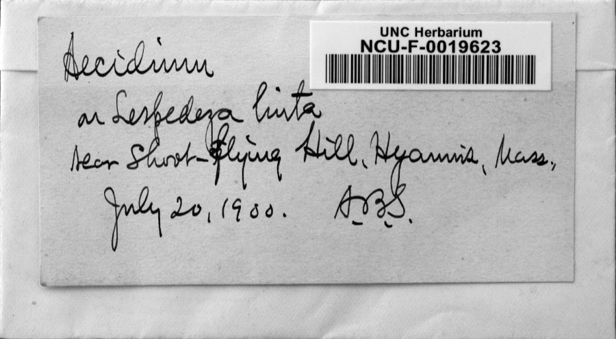 Specimen of Aecidium Pers.