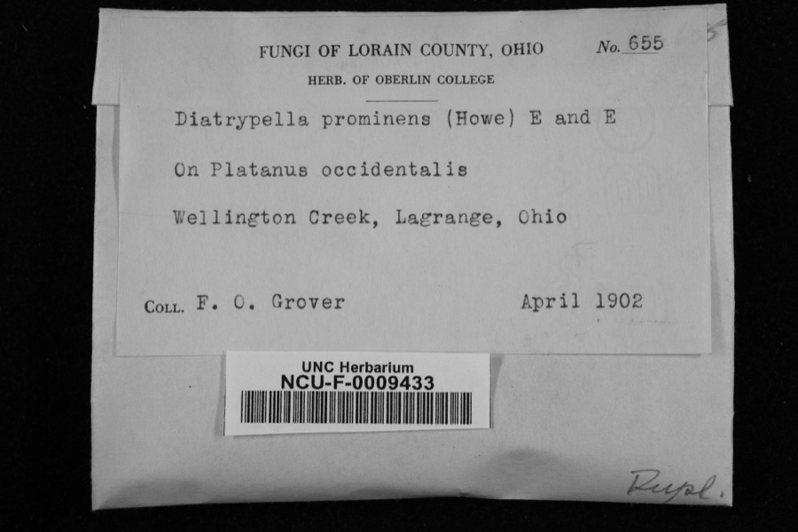 Specimen of Diatrypella prominens (Howe) Ellis & Everh.