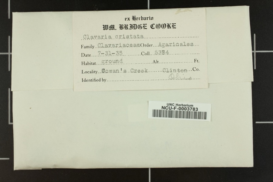 Specimen of Clavaria cristatula Henn. & E.Nyman