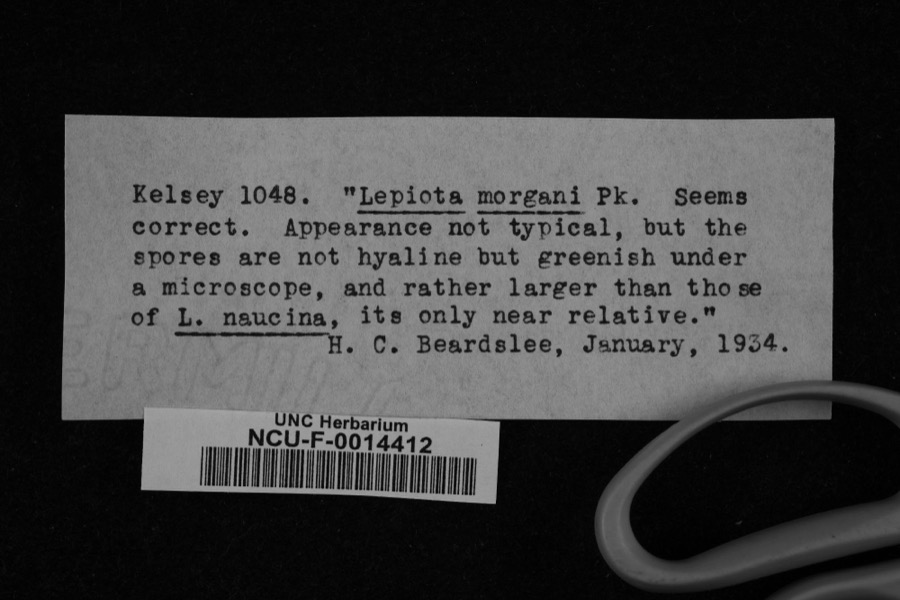 Specimen of Lepiota morganii (Peck) Sacc.