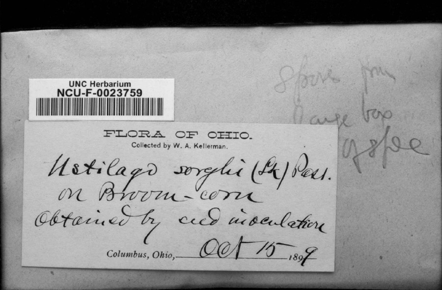 Specimen of Ustilago sorghi (Ehrenb. ex Link) Pass.