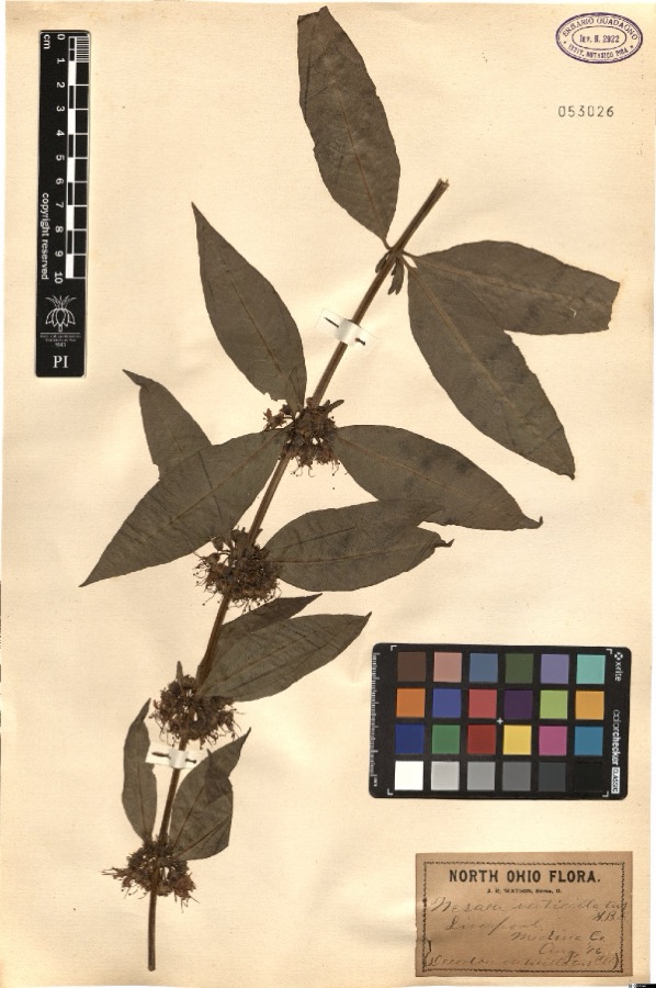Specimen of Nesaea verticillata (L.) Kunth