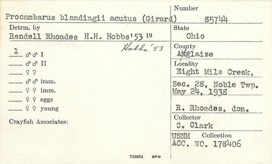 Specimen of Procambarus blandingii (Harlan, 1830)