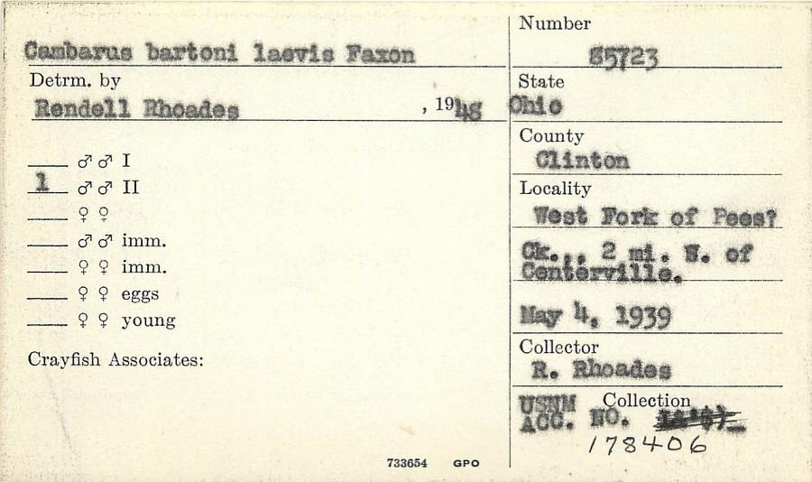 Specimen of Cambarus ortmanni Williamson, 1907