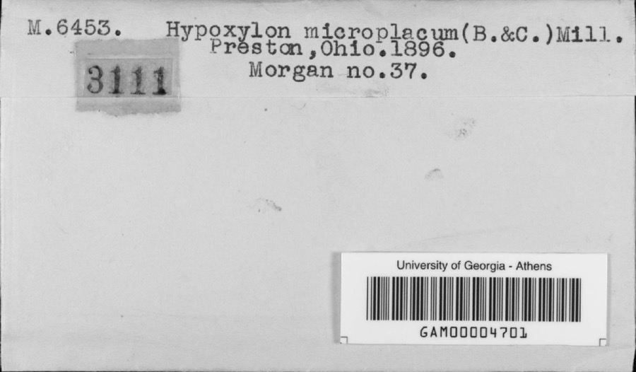 Specimen of Hypoxylon microplacum (Berk. & M.A.Curtis) J.H.Mill.