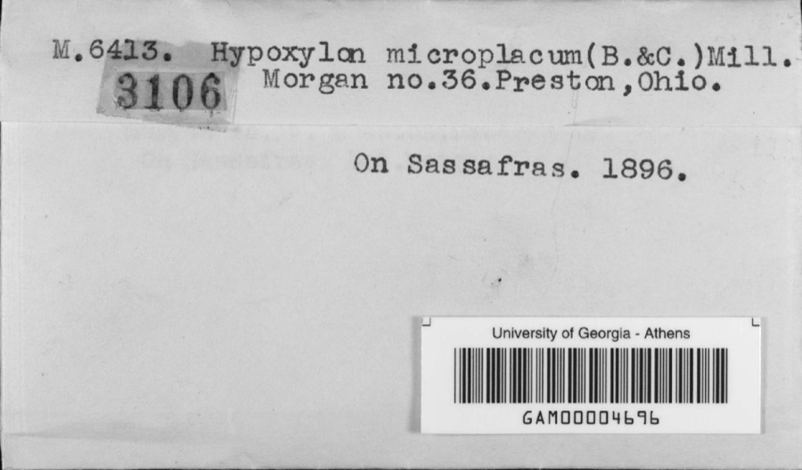Specimen of Hypoxylon microplacum (Berk. & M.A.Curtis) J.H.Mill.