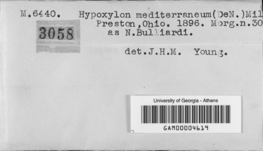 Specimen of Hypoxylon mediterraneum (De Not.) Ces. & De Not.