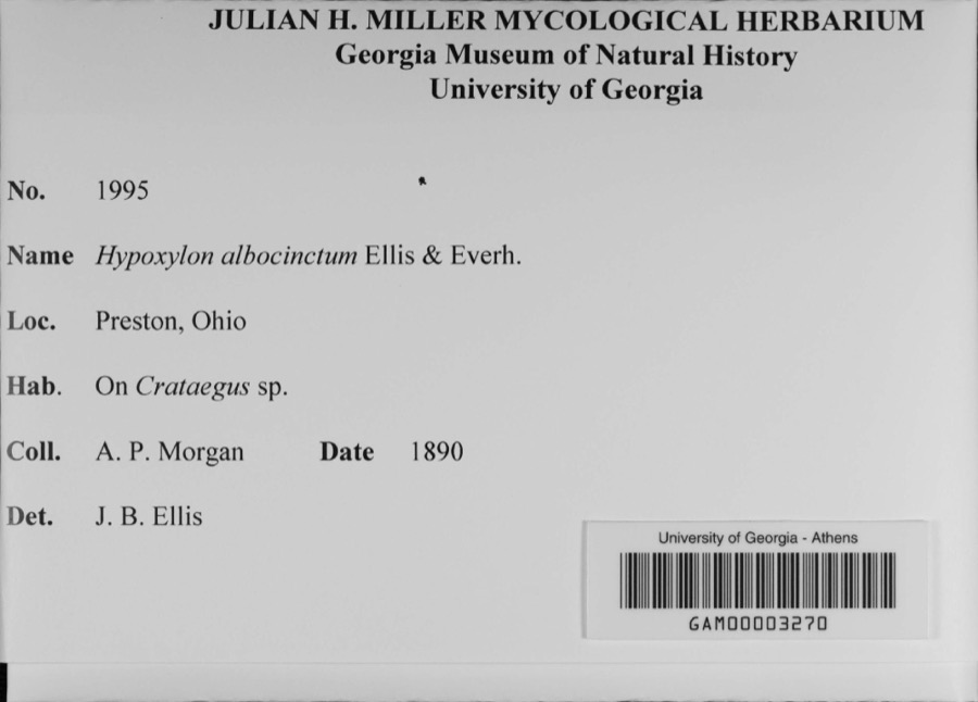 Specimen of Hypoxylon albocinctum Ellis & Everh.