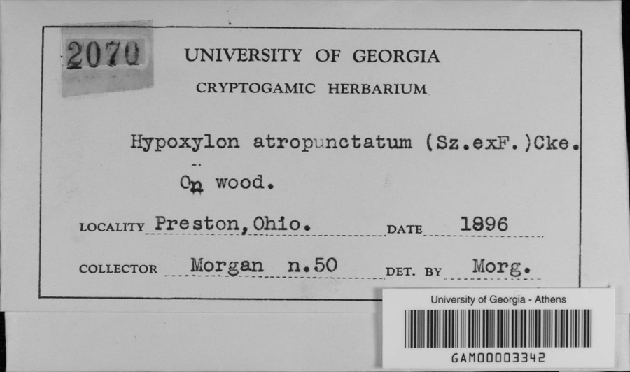 Specimen of Hypoxylon atropunctatum (Schwein.) Cooke