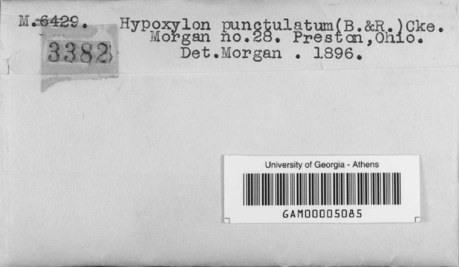Specimen of Hypoxylon punctulatum (Berk. & Ravenel) Cooke