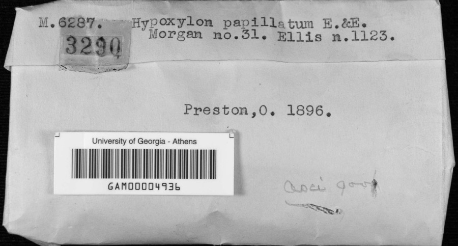 Specimen of Hypoxylon papillatum Ellis & Everh.