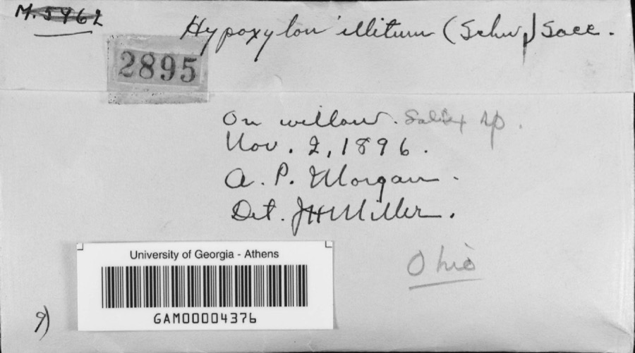 Specimen of Hypoxylon illitum (Schwein.) M.A.Curtis