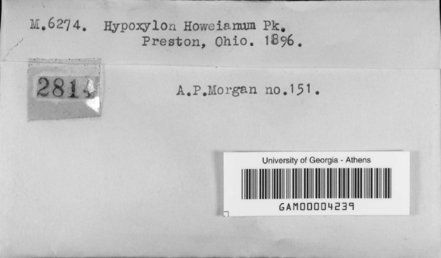 Specimen of Hypoxylon howeianum Peck