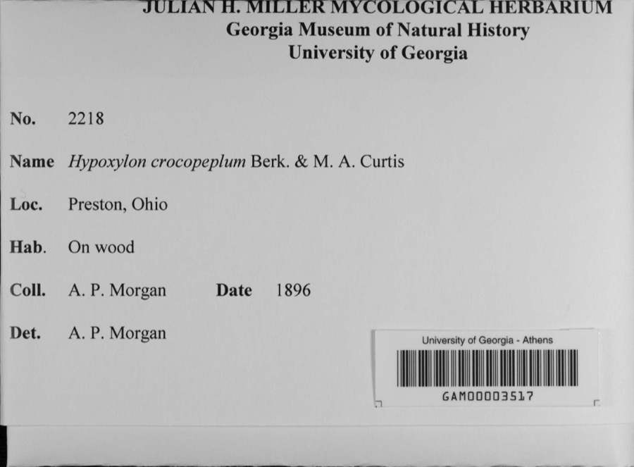 Specimen of Hypoxylon crocopeplum Berk. & M.A.Curtis