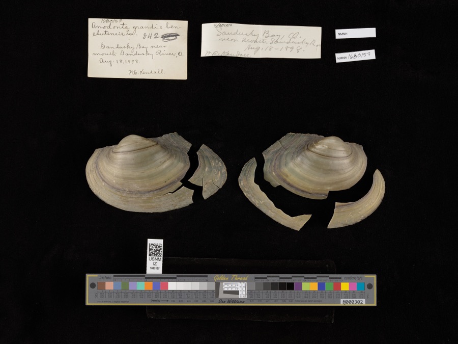 Specimen of Pyganodon grandis (Say, 1829)