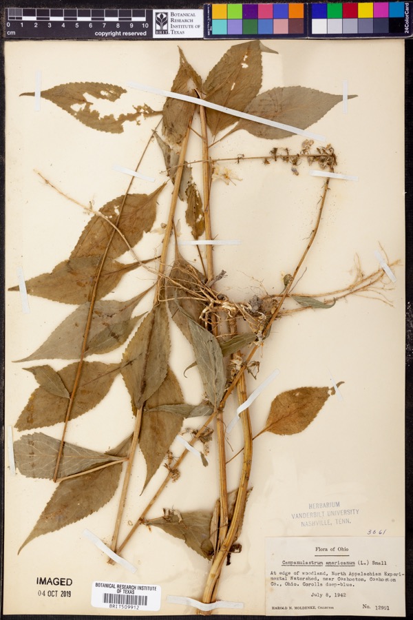 Specimen of Campanulastrum americanum (L.) Small