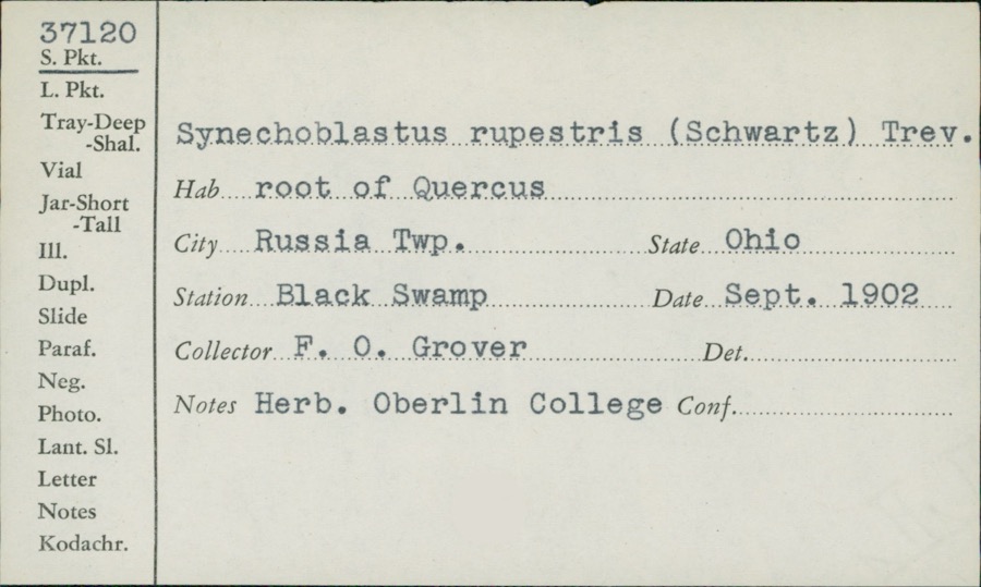 Specimen of Synechoblastus rupestris (F.Desp.) Trevis.