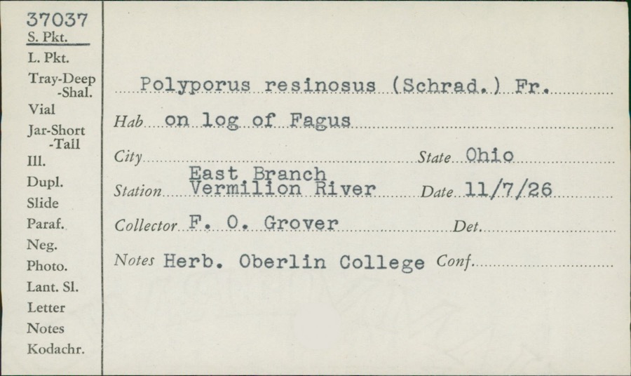 Specimen of Polyporus resinosus (Schrad.) Fr.