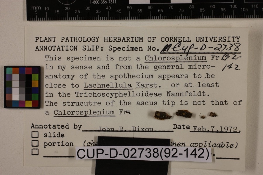 Specimen of Lachnum viridulum Massee & Morgan