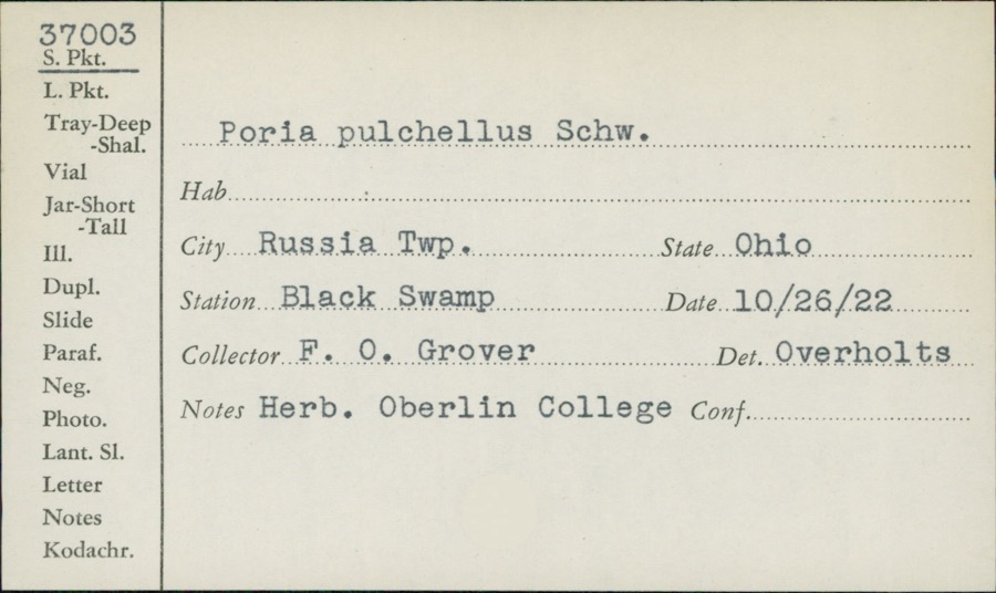 Specimen of Poria pulchella (Schwein.) Cooke
