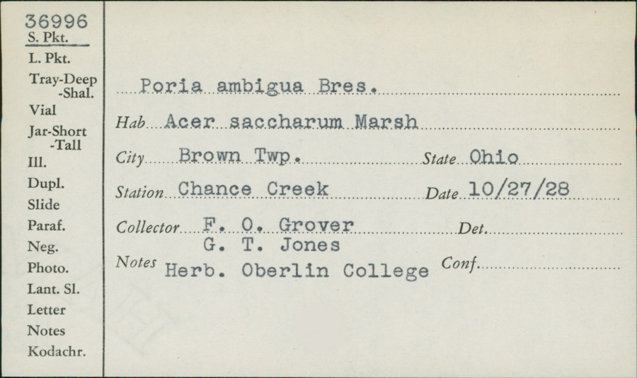 Specimen of Poria ambigua Bres.