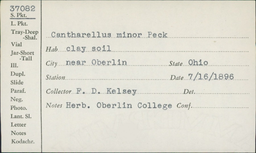 Specimen of Cantharellus minor Peck