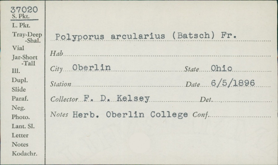 Specimen of Polyporus arcularius (Batsch) Fr.