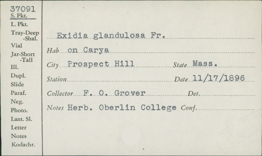 Specimen of Exidia glandulosa (Bull.) Fr.