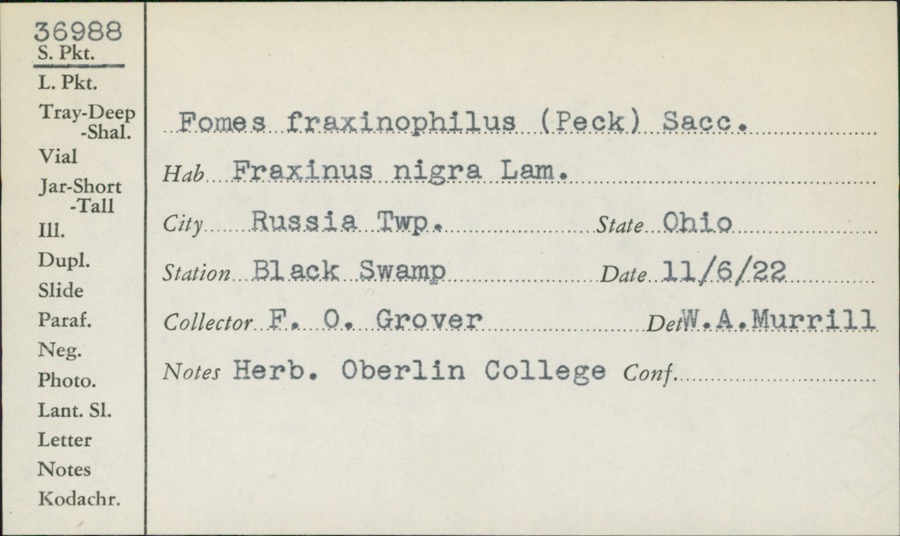 Specimen of Fomes fraxinophilus (Peck) Sacc.