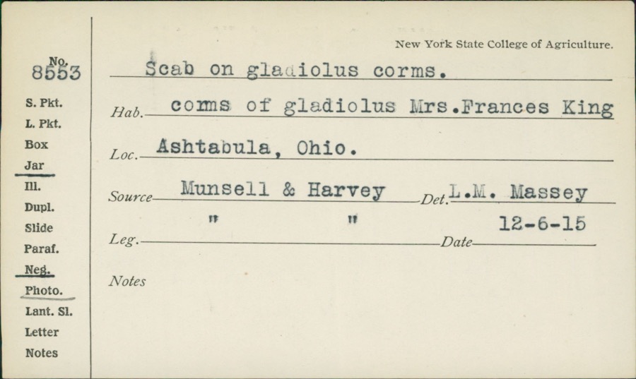 Specimen of 