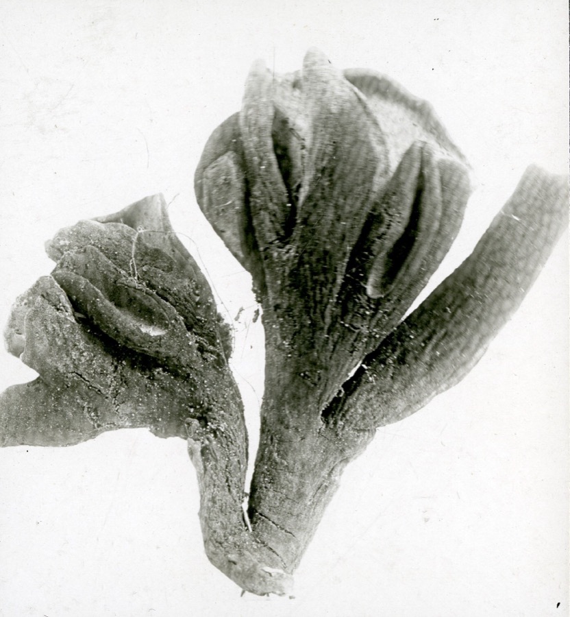 Specimen of Wynnea americana Thaxt.