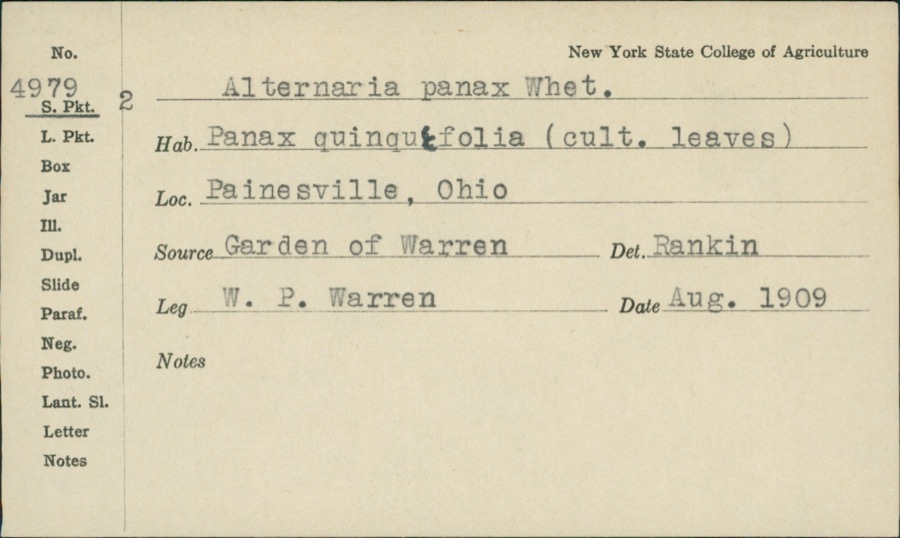 Specimen of Alternaria panax Whetzel