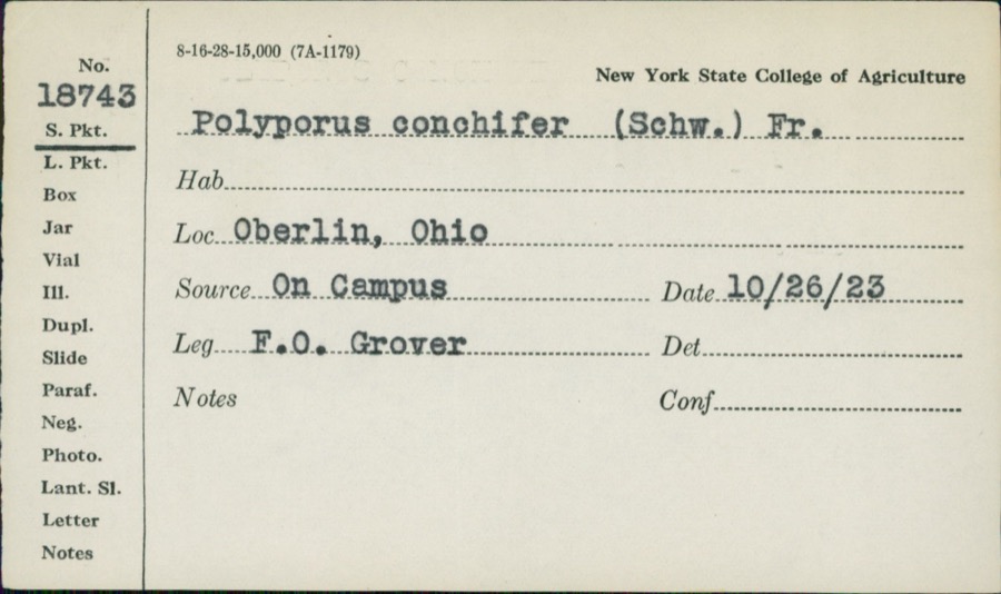 Specimen of Polyporus conchifer (Schwein.) Fr.