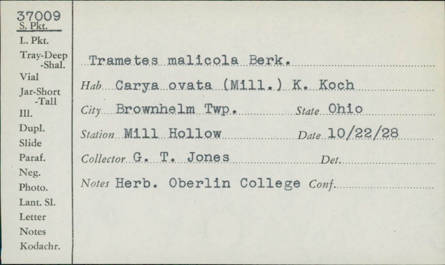 Specimen of Trametes malicola Berk. & M.A.Curtis