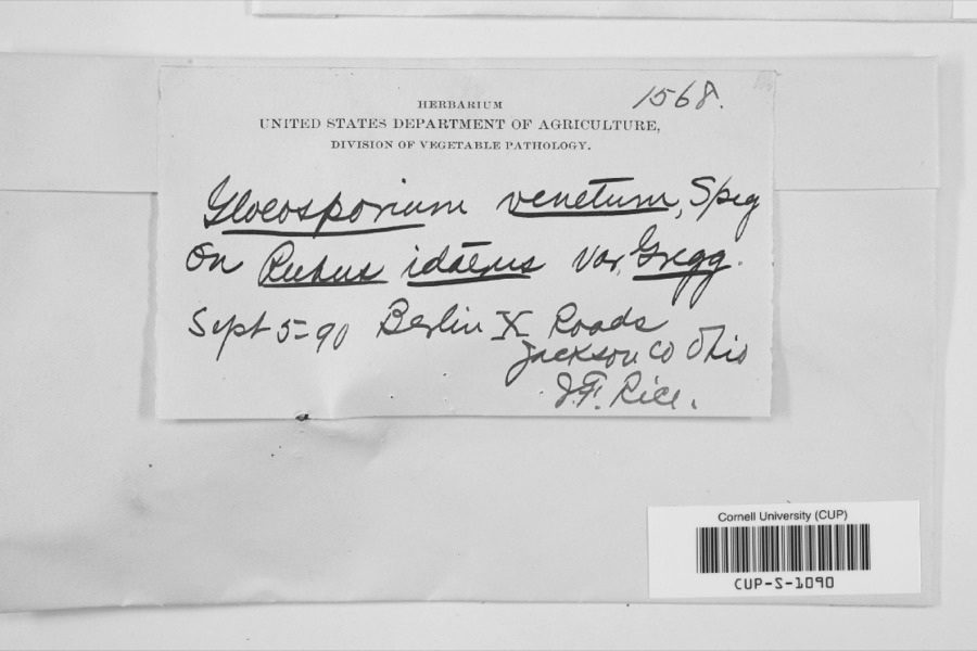Specimen of Gloeosporium venetum Speg.