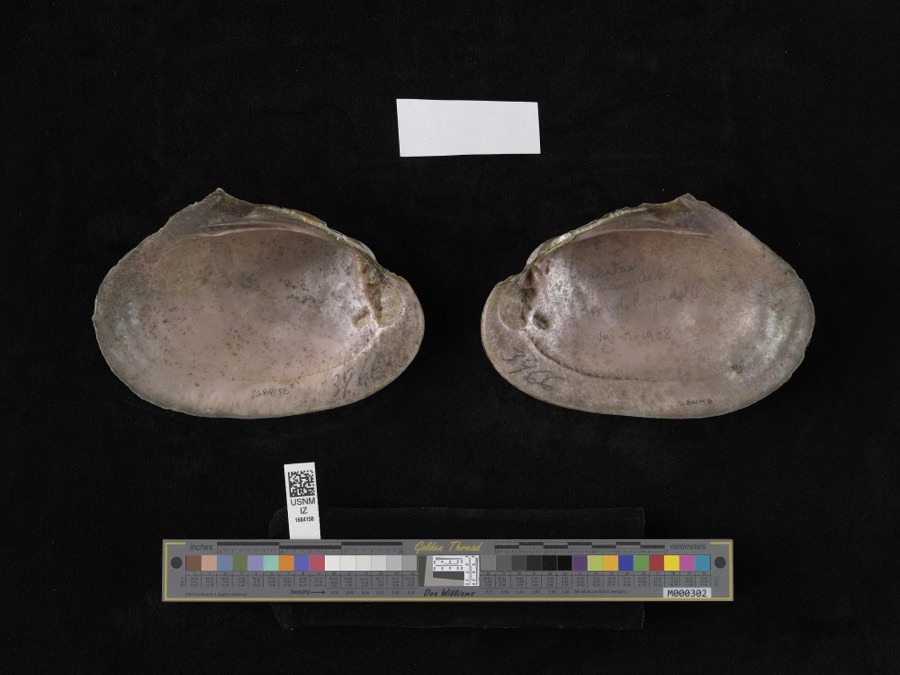 Specimen of Lampsilis alata (Say, 1817)