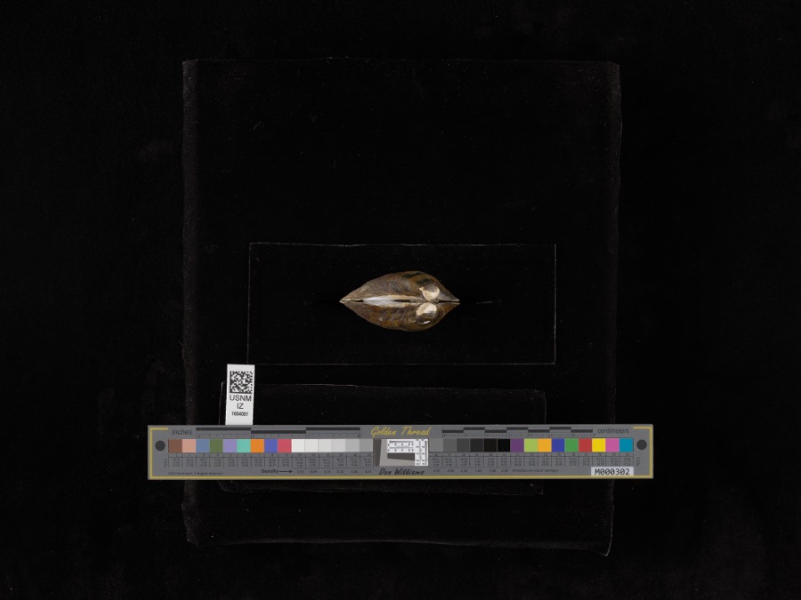 Specimen of Fusconaia subrotunda (I.Lea, 1831)