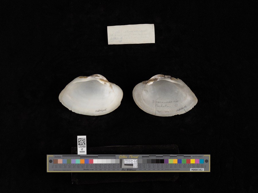Specimen of Lampsilis ovata (Say, 1817)