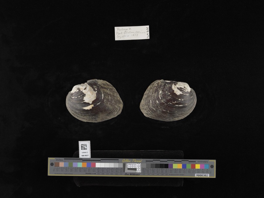 Specimen of Amblema plicata (Say, 1817)
