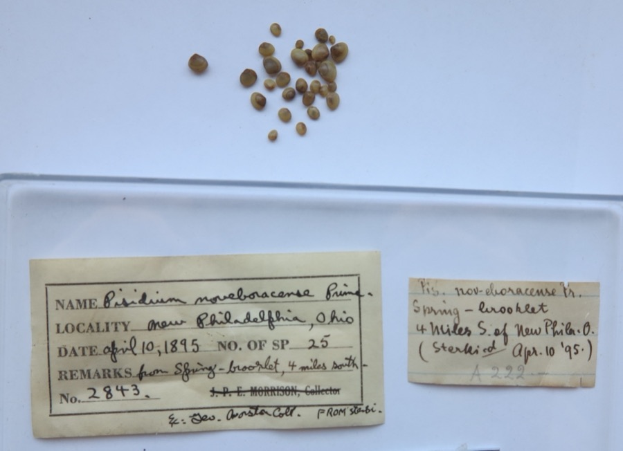 Specimen of Pisidium noveboracense Prime, 1858