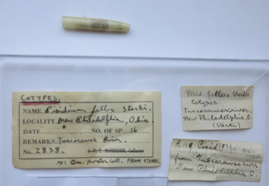Specimen of Pisidium fallax Sterki, 1896