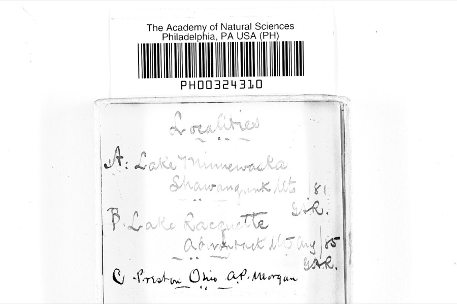 Specimen of Physarum inaequale Peck, 1878